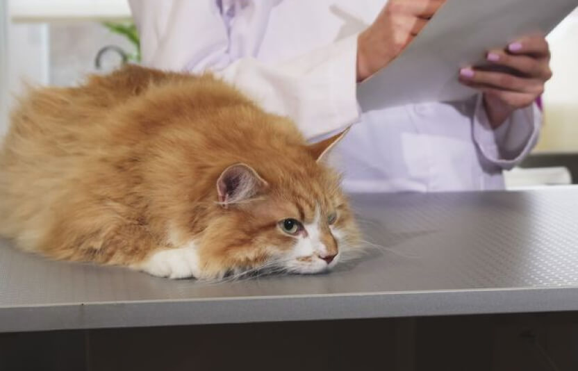 кошка лежит без движения на столе у ветеринара